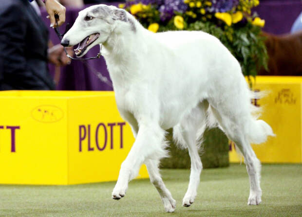 Конкурс собачьей красоты: Westminster Kennel Club 2018