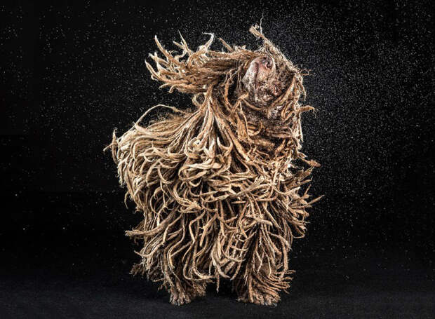 Автор этих позитивных фотографий Кэрли Дэвидсон большую часть жизни провела, ухаживая за животными в