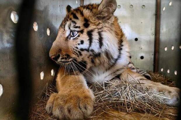 «Аэрофлот» перевёз амурского тигрёнка из Хабаровска в Минск