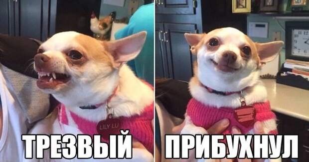 Смешные картинки с надписями с надписями, смешные картинки