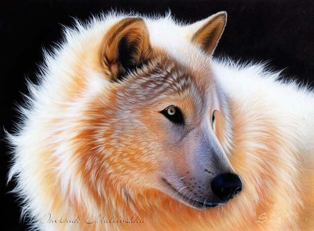 Awesome realistic drawings of animals 01