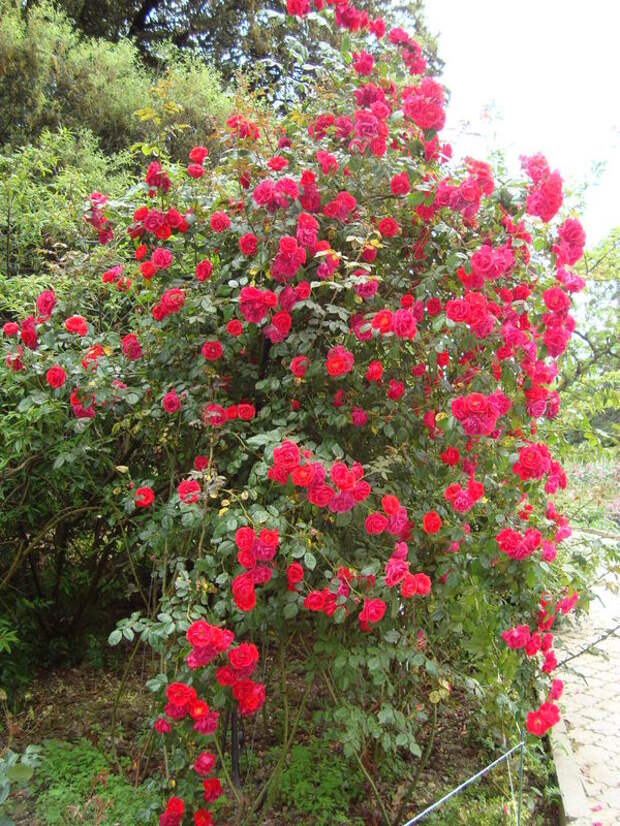 Роза красный маяк фото и описание
