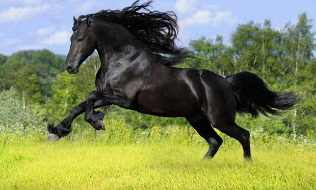 фризская лошадь Источник фото: arts-wallpapers.com