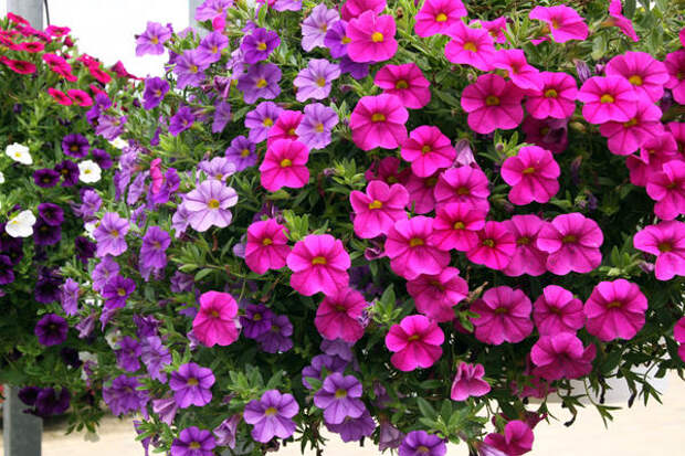 Калибрахоа 'Paradise'. Фото с сайта commons.hortipedia.com, автор Alfred Osterloh Калибрахоа 'Paradise'. Фото с сайта commons.hortipedia.com, автор Alfred Osterloh