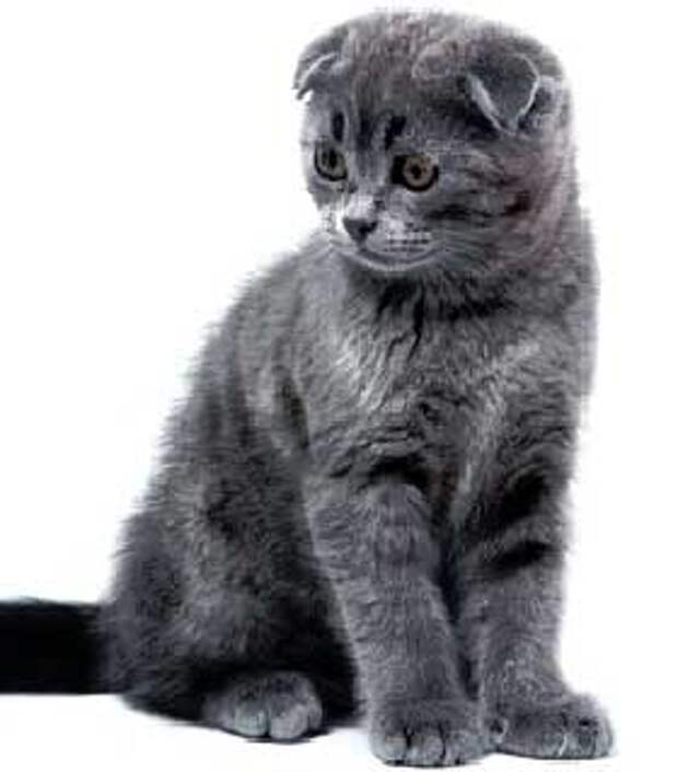 Голубой шотландский вислоухий котёнок
