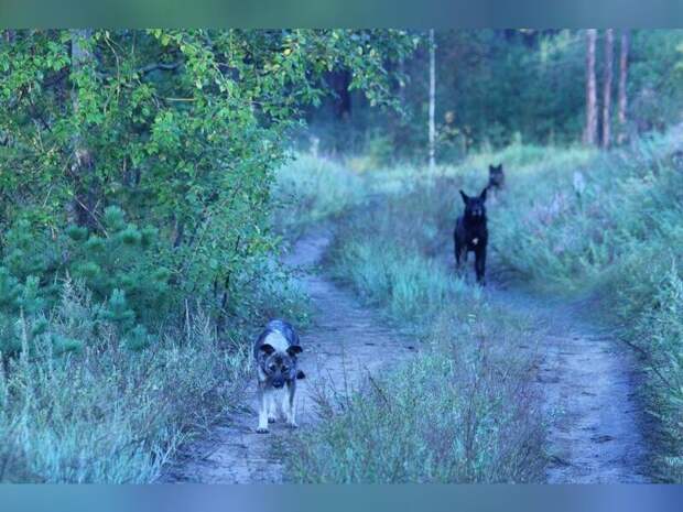 Прокуратура организовала проверку из-за агрессивных собак в Краснокаменске