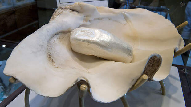 Гигантская тридакна — самый большой моллюск в мире весом до 300 килограммов
