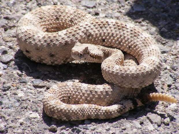 Самая известная змея в мире - треском своего хвоста предупреждают об опасности именно гремучие змеи.