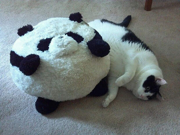 А это мой кумир! животные, коты, лишний вес, юмор