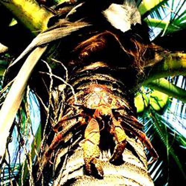 Правда ли кокосовый краб — это краб?