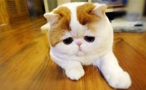Самые очаровательные печальные коты, грустные коты, жалостные коты