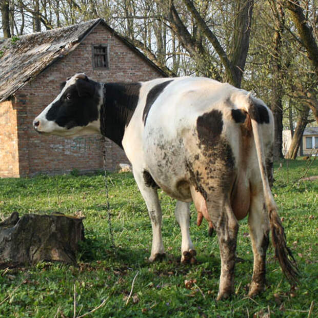 Корову купил, а цену забыл. Корову купил, а цену забыл.