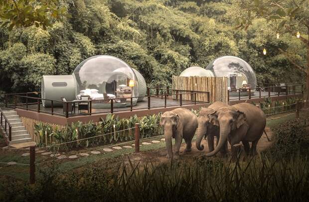 Чтобы слоны не смогли повредить прозрачные номера-пузыри, «Jungle Bubbles» их установили на специальной площадке и огородили территорию. | Фото: news.destination-asia.com.