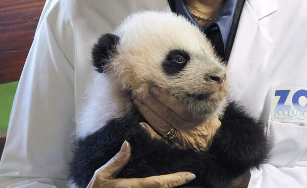 Зоосад: дирекция показала детеныша панды. 