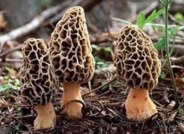 грибы сморчки и строчки отличие