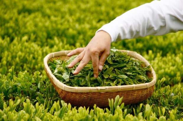 1. Бирма - единственное государство в мире, где едят маринованные чайные листья азия, интересно, неожиданно, страны азии, факты об азии