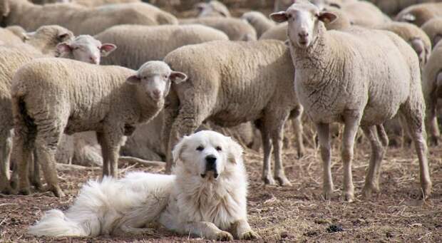 Собака и овцы