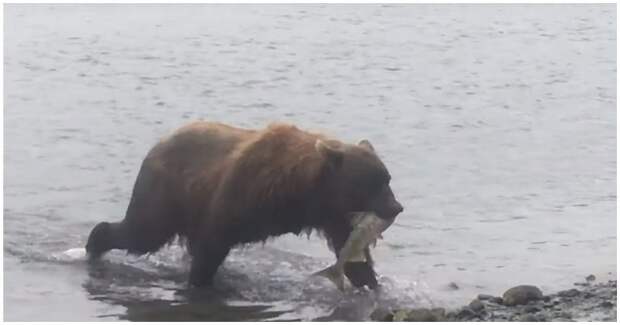 Медведица спешит к своим детям с пойманной рыбой аляска, видео, животные, медведица, медведь, медвежата, сша
