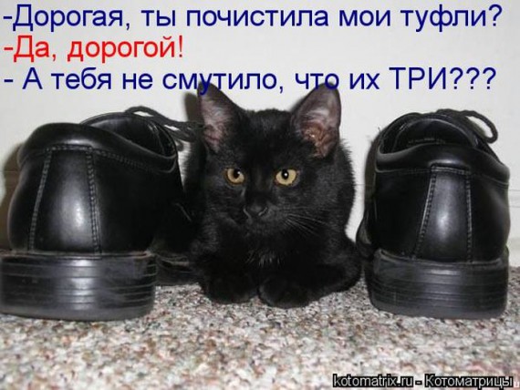 1359322229_1359093514_kotomav4 (570x428, 70Kb)