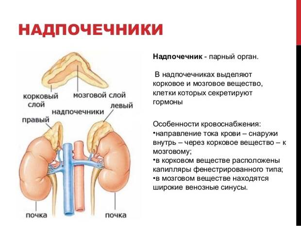 Синдром усталости надпочечников — главная причина гормональных расстройств в 21 веке