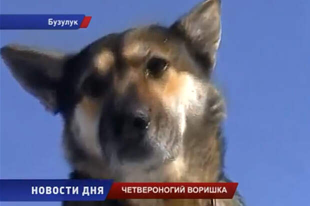 Кот и пес оренбург. Запах собаку собаку вора