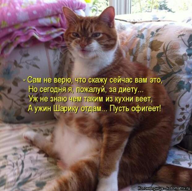 Новая котоматрица (36 фото)