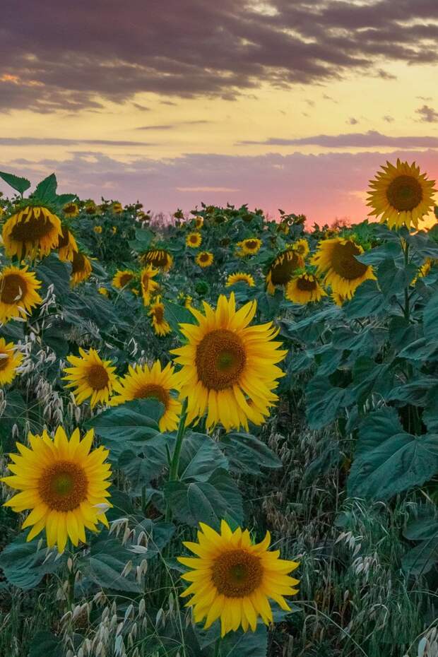 Проводы солнца