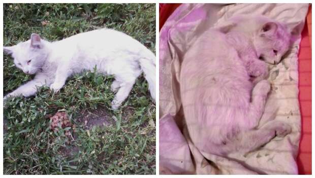 Девушка заметила неподвижный кото-комочек с белой шерсткой белый кот, кот, кошка, перелом