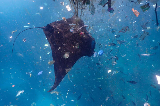 Конкурс подводной фотографии Ocean Art 2019