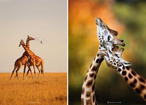 Самые красивые фотографии диких  животных, которые  мы когда-либо видели