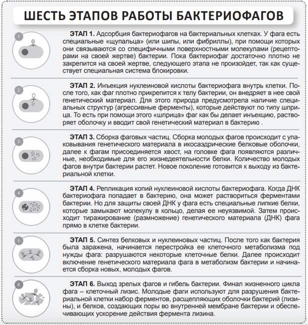 Бактериофаги – биологическая альтернатива антибиотикам