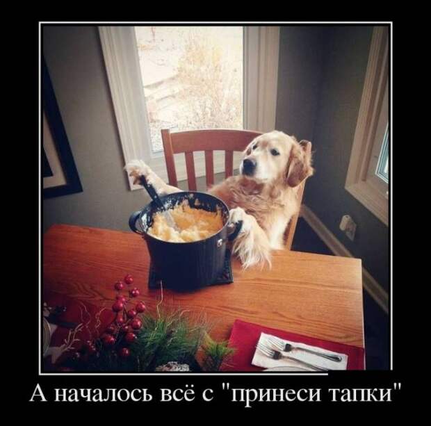 Свежие демотиваторы для позитивного настроения (11 фото)