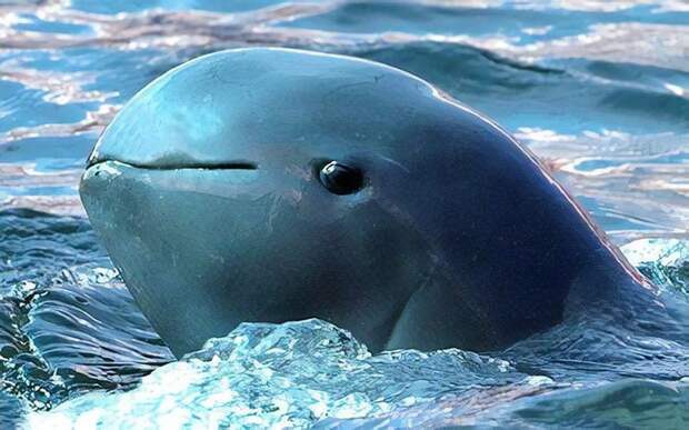 Иравадийский дельфин животные, необыкновенные создания, необычно, познавательно, странно, странные виды, удивительно, чудеса природы