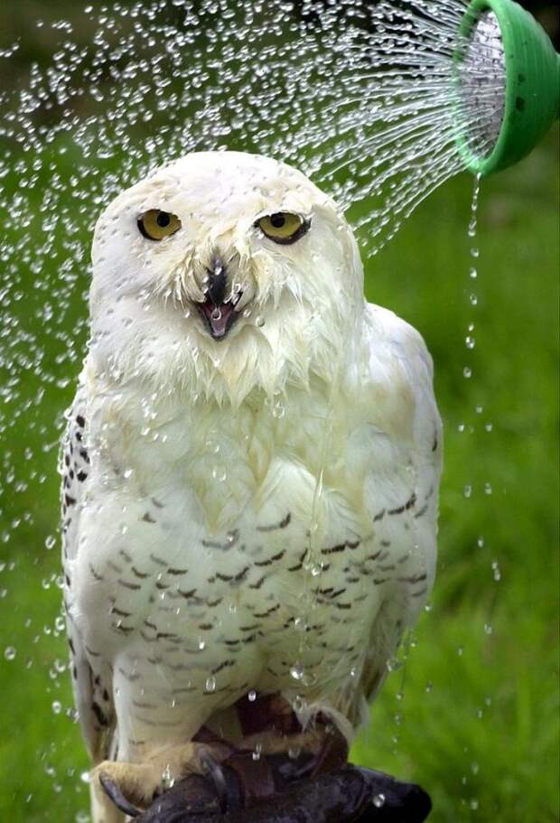Счастливая сова под душем