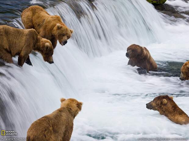 Бурые медведи ловят нерку на Аляске