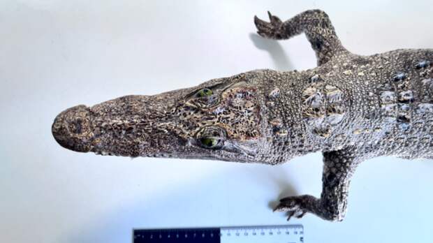 Красноярские таможенники задержали туристку с чучелом крокодила