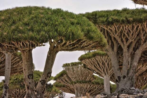 Необычные деревья, которые создала эволюция