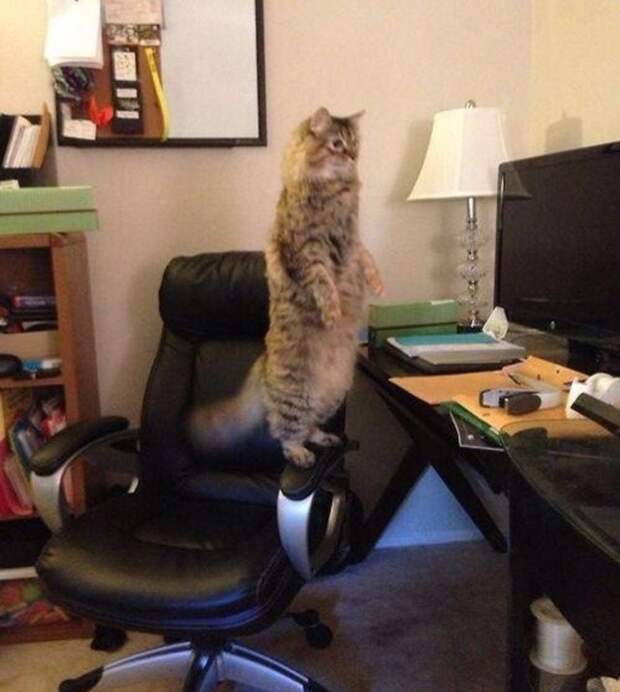 Прикольные котики коты, прикол, фото