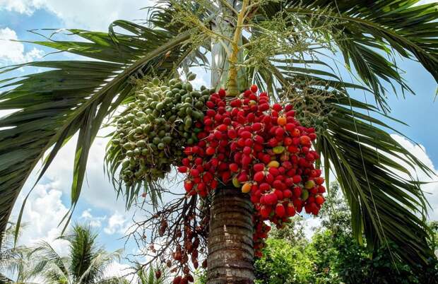 Персиковая пальма деревья, история, факты