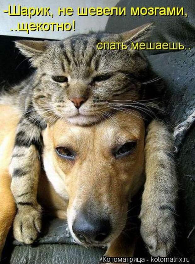 Котоматрицы(картинки с надписями)