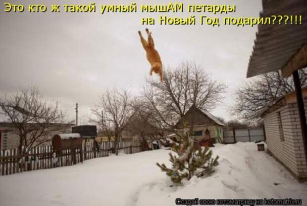 Котоматрицы (картинки с надписями)