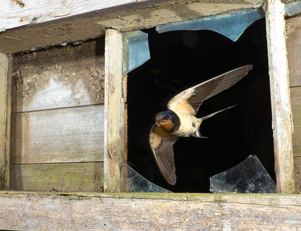 Финалисты фотоконкурса Bird Photographer Of The Year 2021