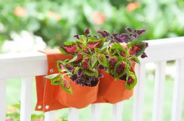 Оптимальный вариант для небольшого балкона: размещение растений на перилах в специальных подвесных горшках