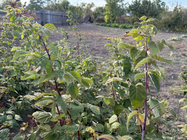 2 литра в марте под каждый куст — и малина слаще мёда, крупнее сливы