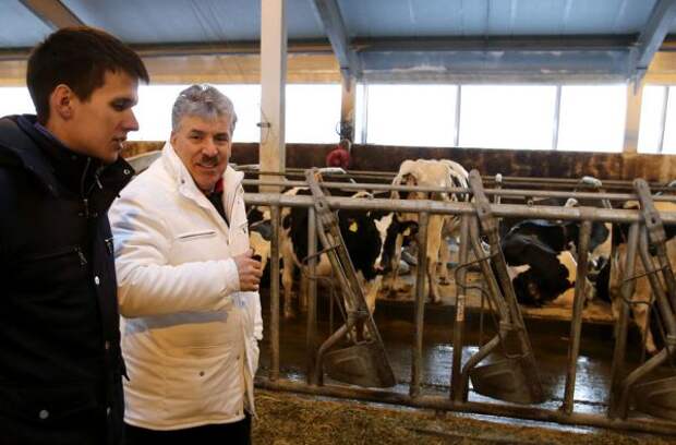 Павел Грудинин на молочной ферме