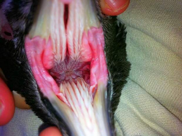 А это глотка пингвина в мире животных, зубы, фото