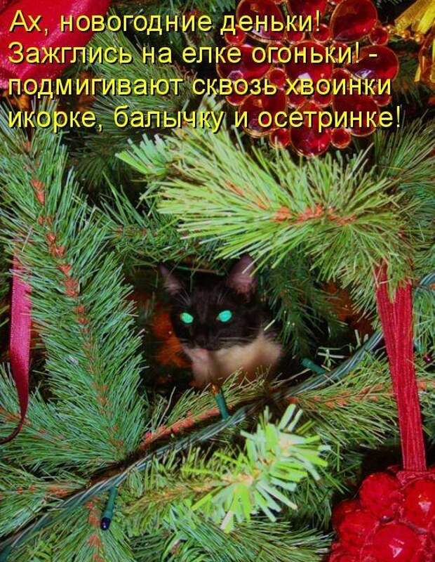 Елка фразы. Новогодние елки и коты с надписями. Кот и елка с надписями. Прикольные новогодние картинки. Елка и коты цитаты.