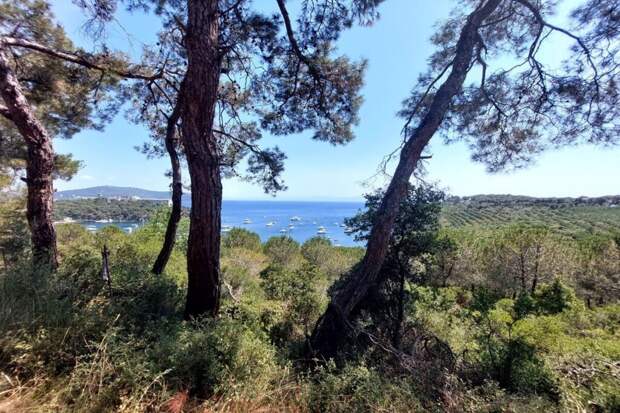 Лесные пожары охватили окрестности Газипаши и Аланьи в Турции