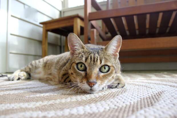 Кошка. Фото: pixabay.com
