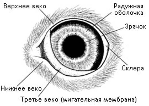 http://koshsps.ru/image/eye_add.jpg